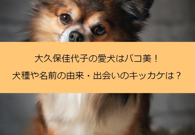 ookubokayoko_dog